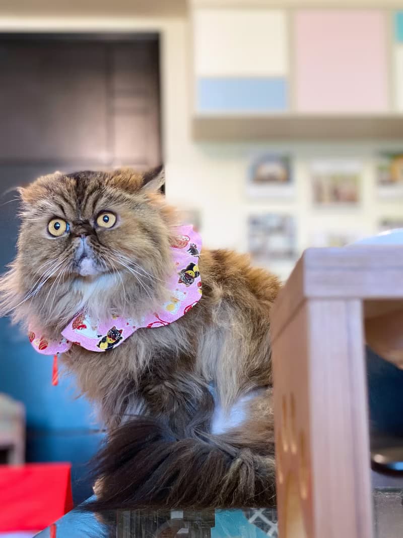 粉紅招財貓咪花形口水肩 四合扣款