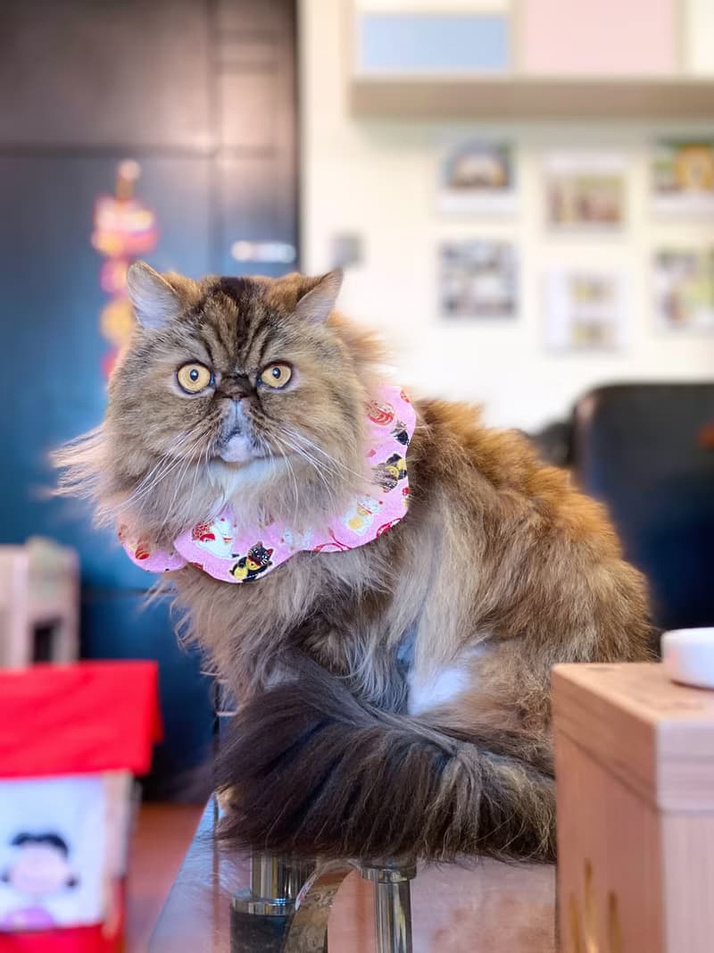 粉紅招財貓咪花形口水肩 四合扣款