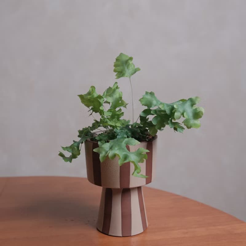 綴化藍星蕨
