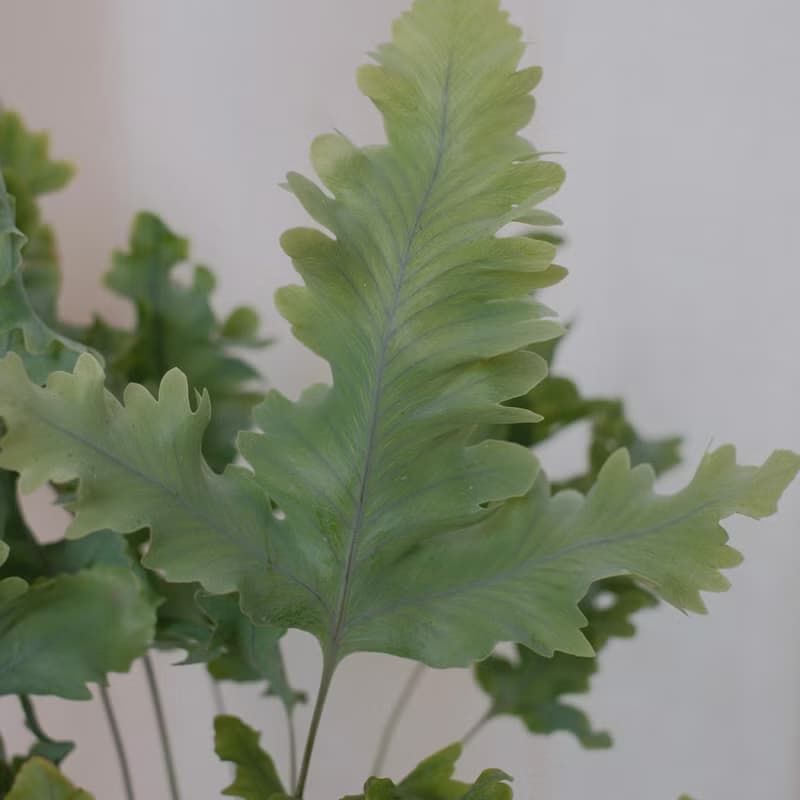 綴化藍星蕨