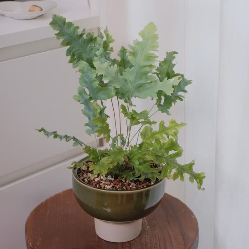 綴化藍星蕨