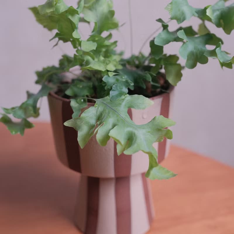綴化藍星蕨