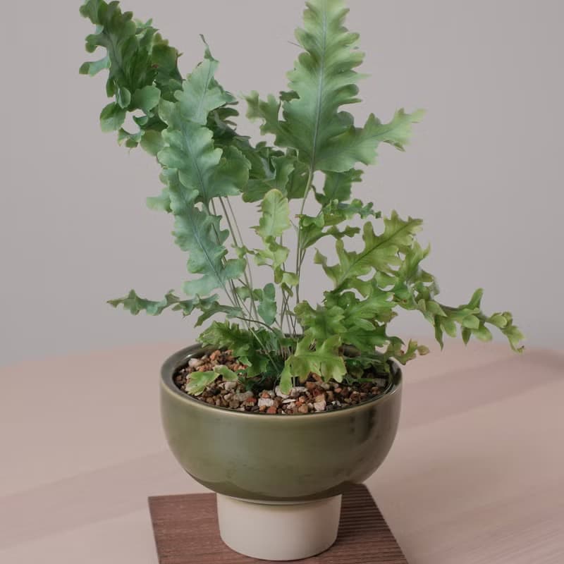 綴化藍星蕨