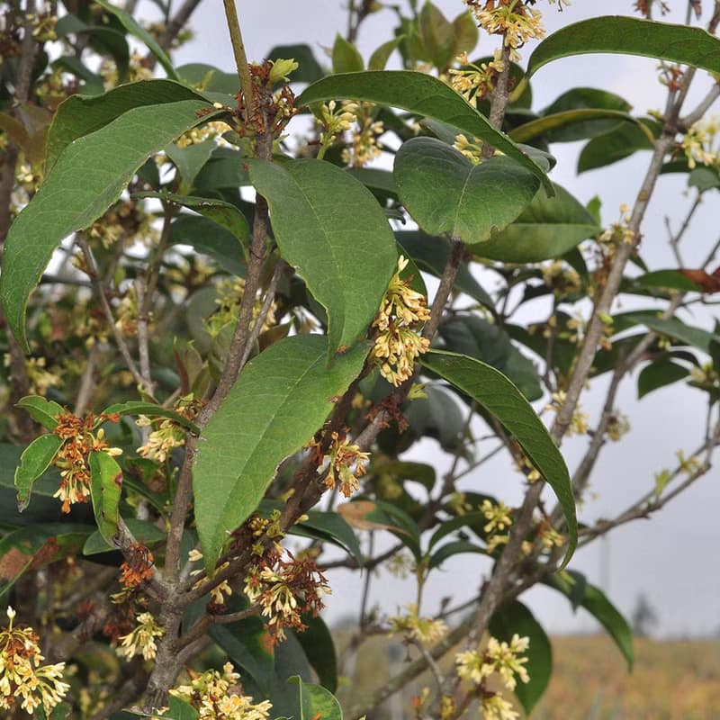 【百二歲】花茶系列 / 冷泡茶 / 茶包  - 桂花烏龍茶包 15入