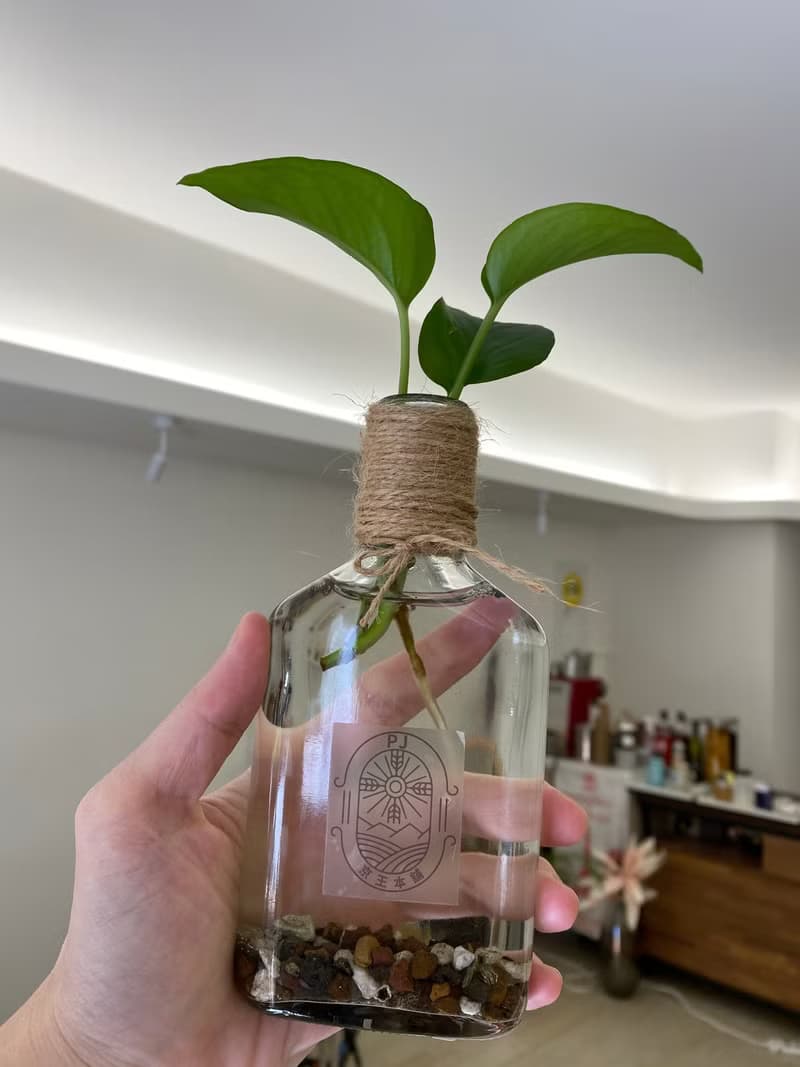 水耕黃金葛 玻璃瓶 京王本舖