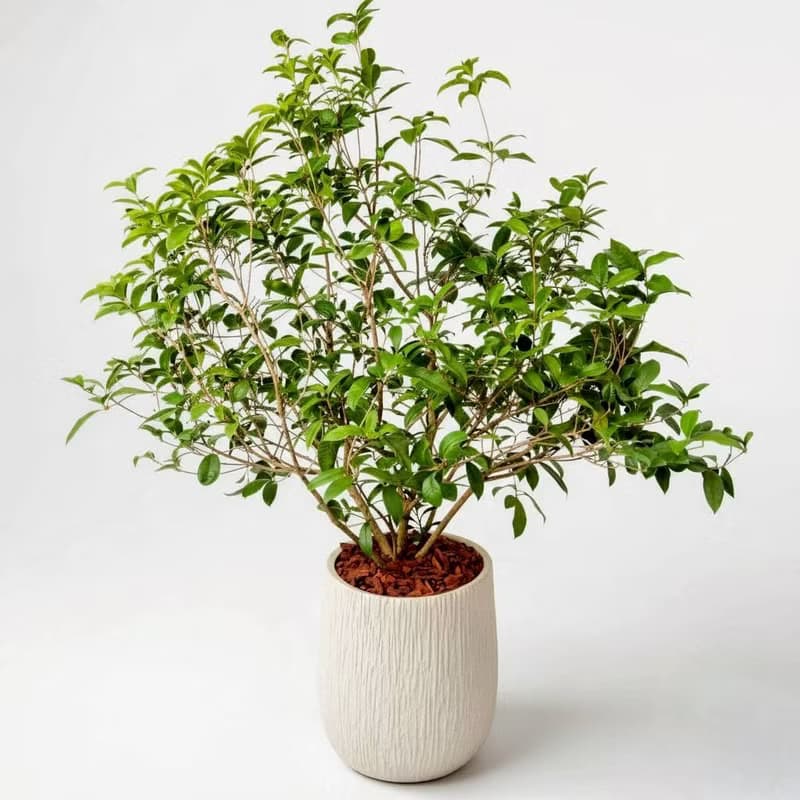 桂花樹 奶白色樹紋落地大盆栽 開幕花盆 觀葉植物 居家裝飾