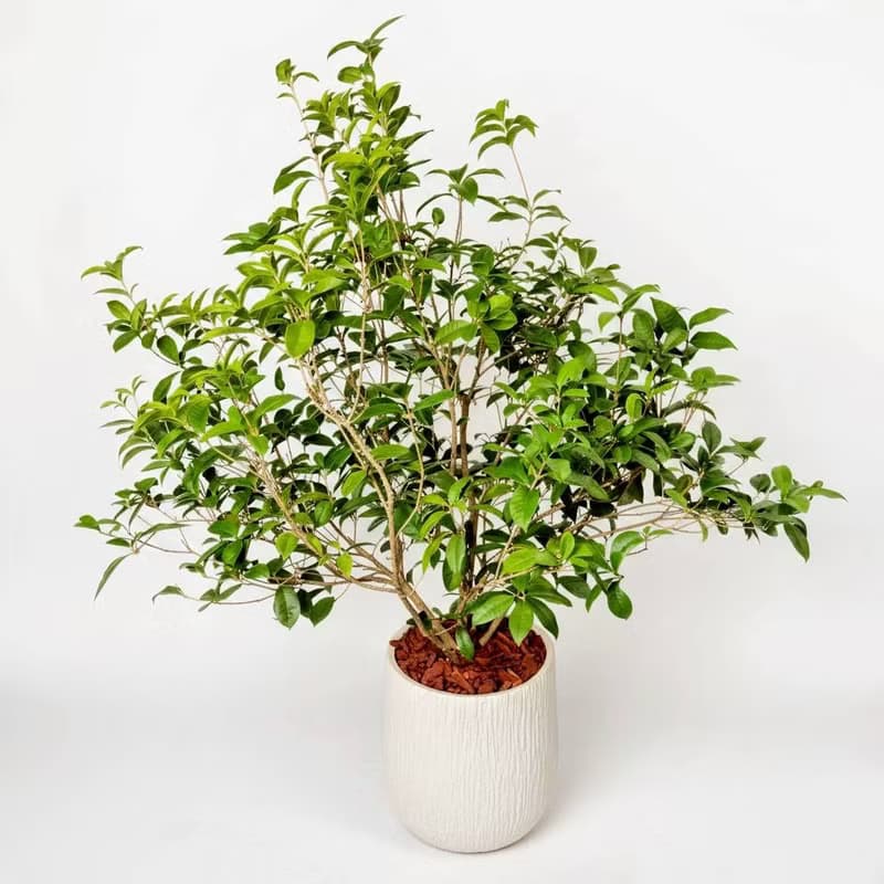 桂花樹 奶白色樹紋落地大盆栽 開幕花盆 觀葉植物 居家裝飾