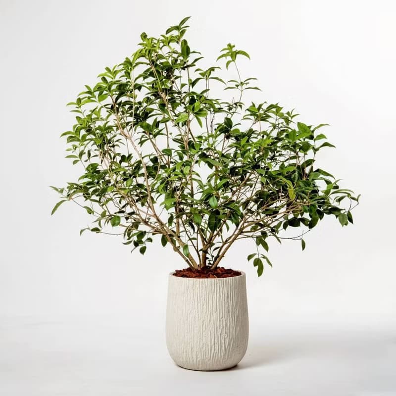 桂花樹 奶白色樹紋落地大盆栽 開幕花盆 觀葉植物 居家裝飾