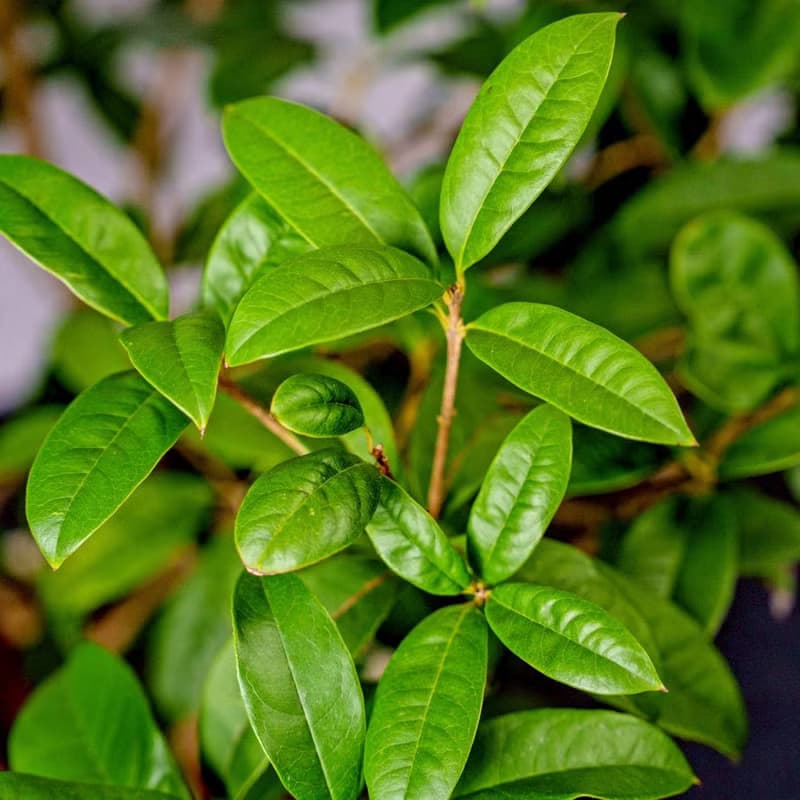 桂花樹 奶白色樹紋落地大盆栽 開幕花盆 觀葉植物 居家裝飾