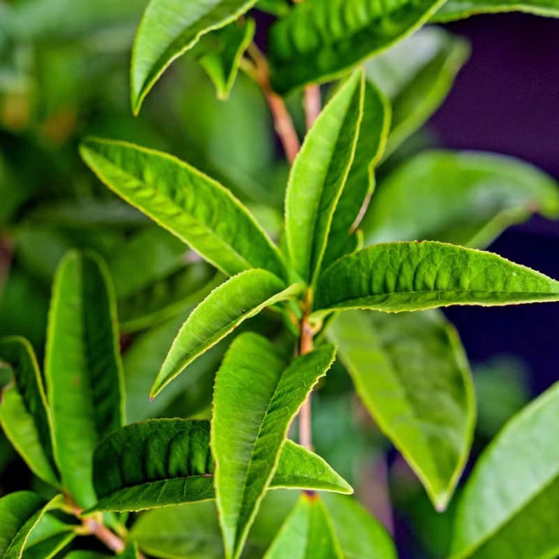 桂花樹 奶白色樹紋落地大盆栽 開幕花盆 觀葉植物 居家裝飾
