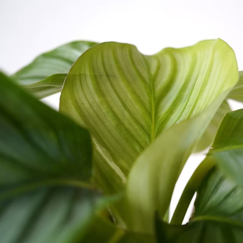 【竒植花物】 青蘋果竹芋大理石盆栽 觀賞植物 綠化盆栽植栽