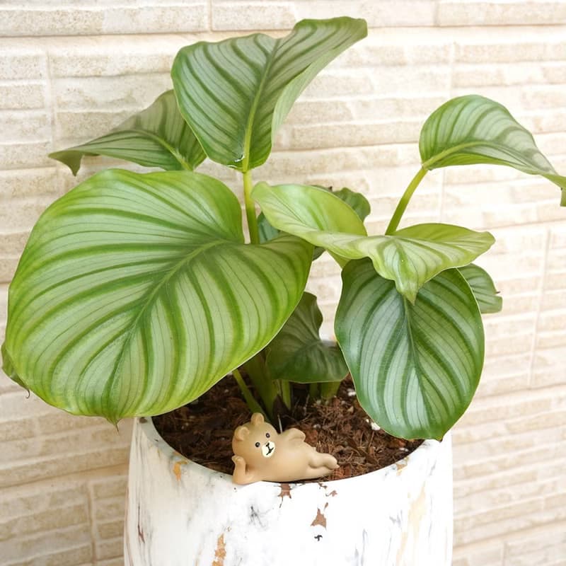 【竒植花物】 青蘋果竹芋大理石盆栽 觀賞植物 綠化盆栽植栽