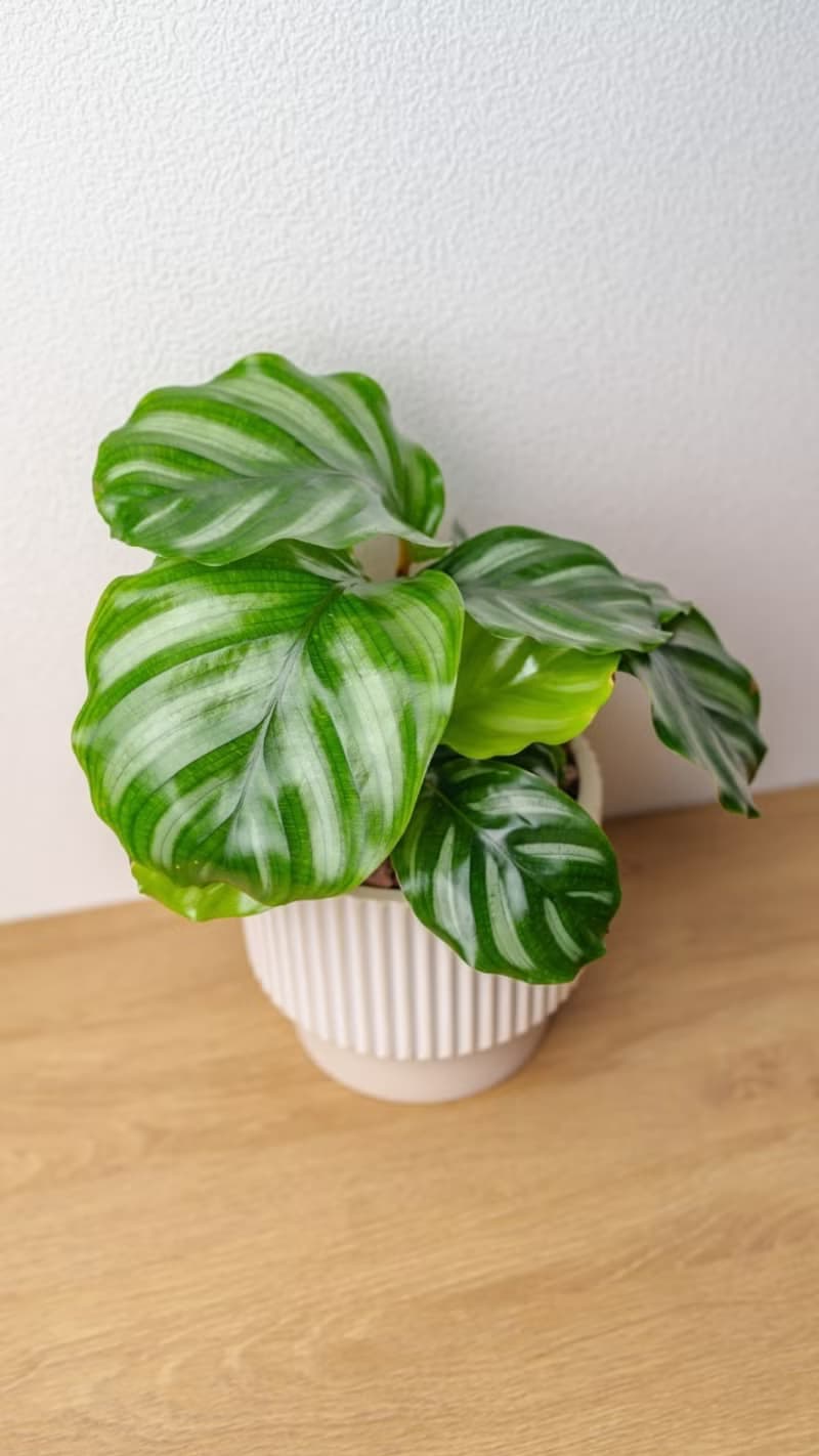 白蘋果竹芋 直條紋水泥盆栽  辦公室植栽 開幕送禮 喬遷禮物