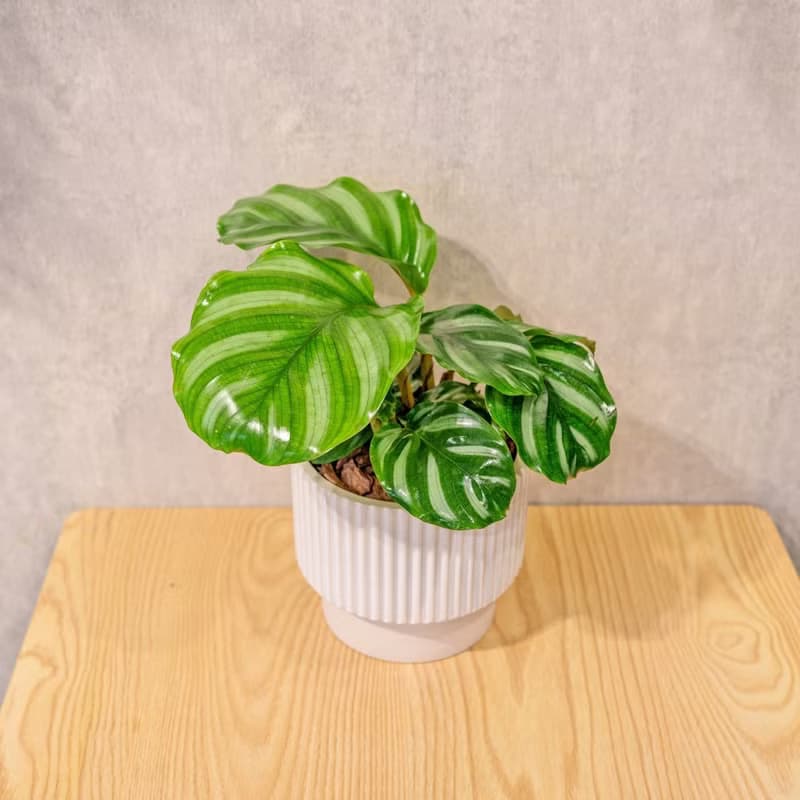 白蘋果竹芋 直條紋水泥盆栽  辦公室植栽 開幕送禮 喬遷禮物
