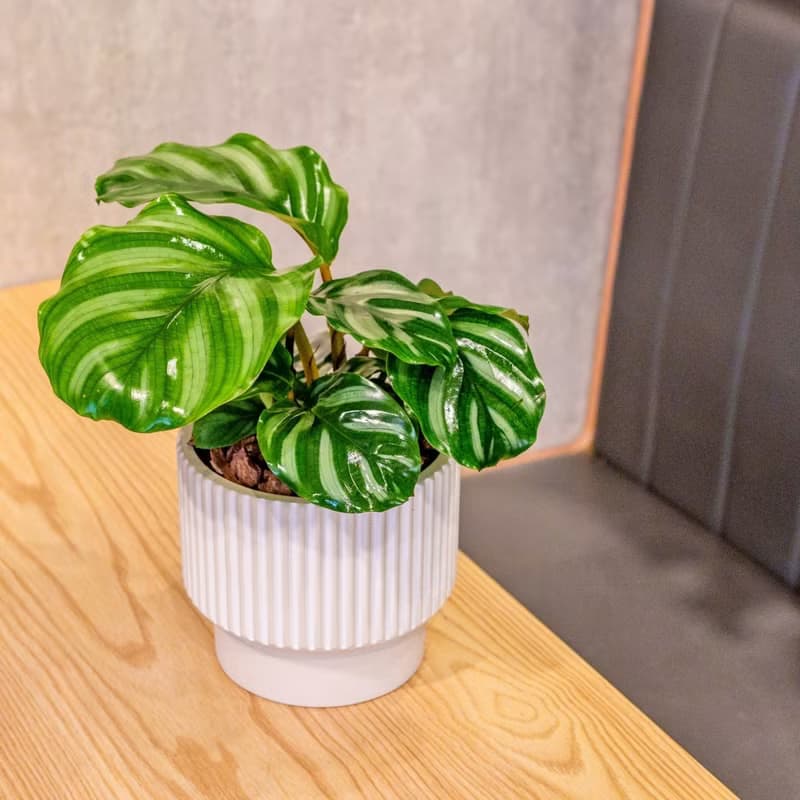 白蘋果竹芋 直條紋水泥盆栽  辦公室植栽 開幕送禮 喬遷禮物
