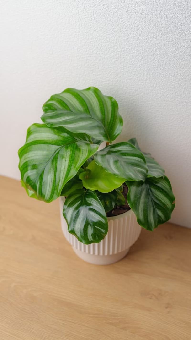白蘋果竹芋 直條紋水泥盆栽  辦公室植栽 開幕送禮 喬遷禮物