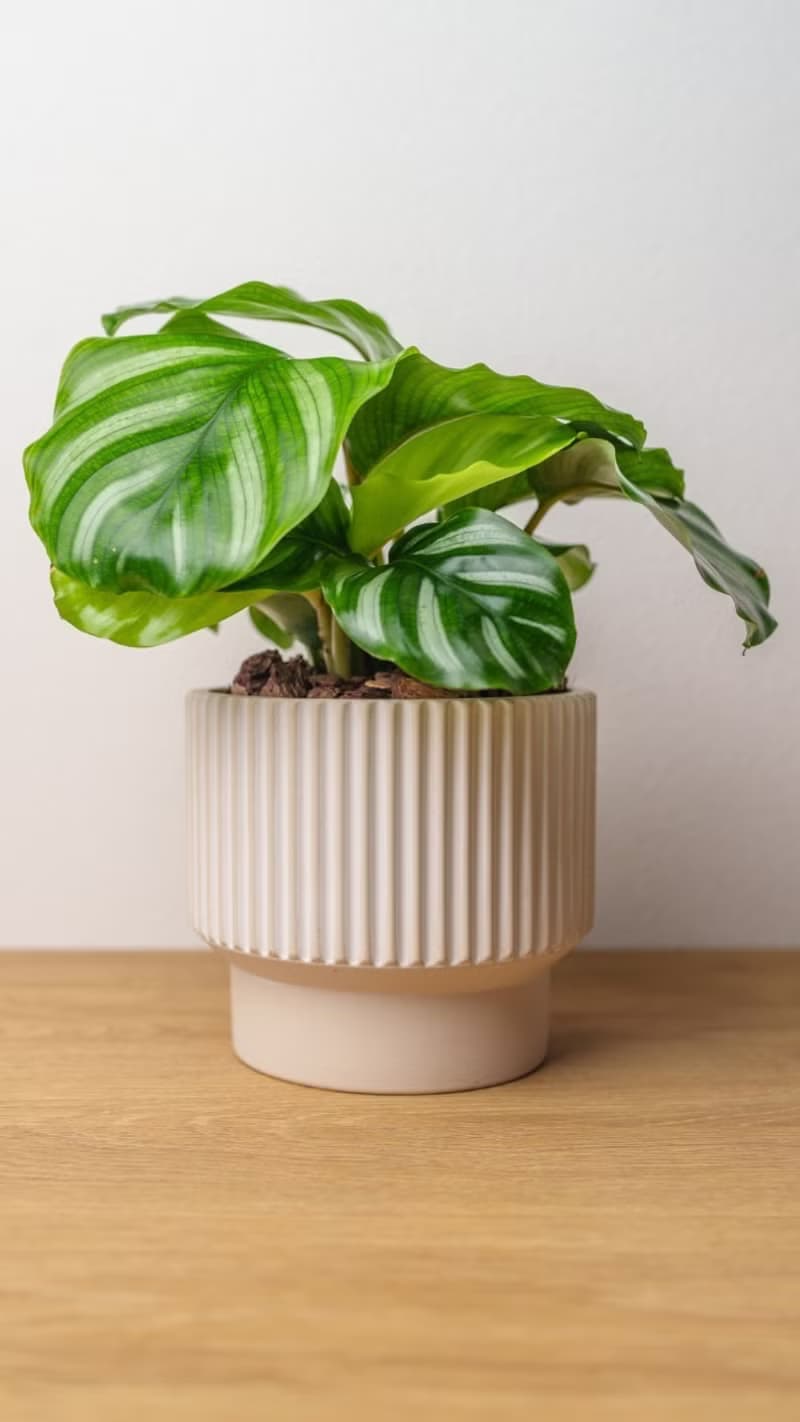 白蘋果竹芋 直條紋水泥盆栽  辦公室植栽 開幕送禮 喬遷禮物