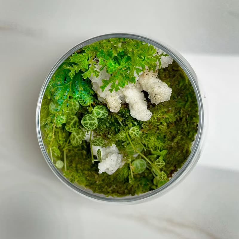 新品上市 - 柔光白礁 / 手工微景觀生態盆