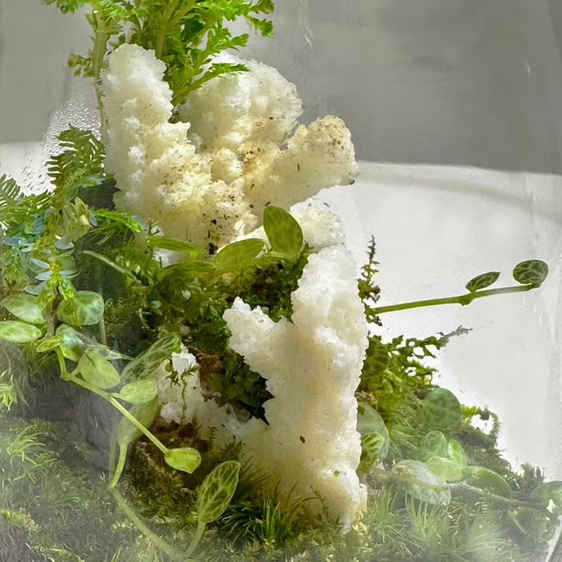 新品上市 - 柔光白礁 / 手工微景觀生態盆