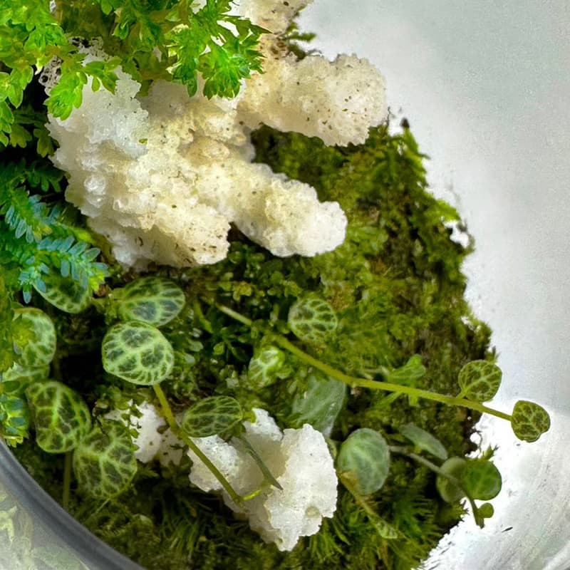 新品上市 - 柔光白礁 / 手工微景觀生態盆