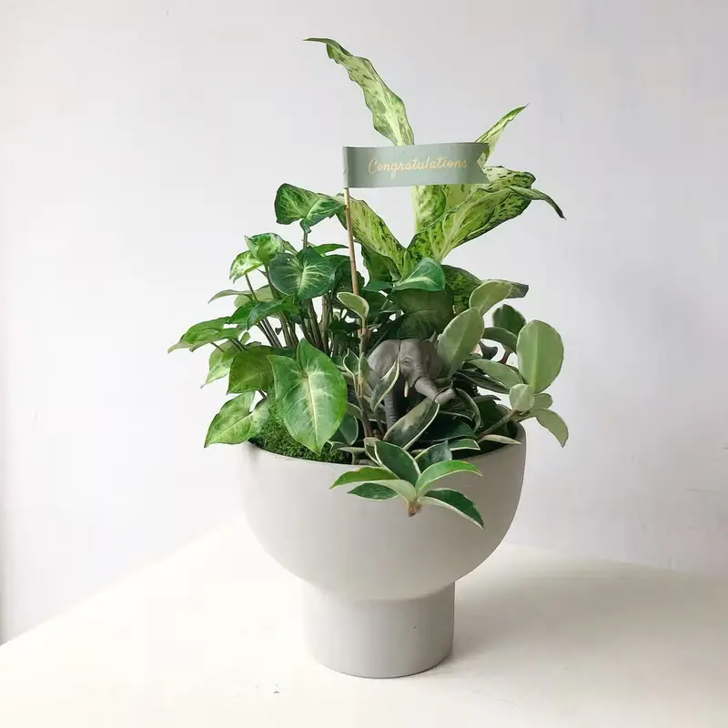 開幕植栽 室內植物