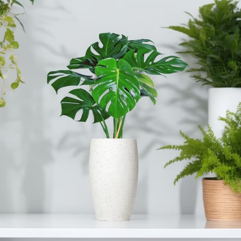 龜背芋水泥盆栽 大盆栽 白磨石子花盆 開幕送禮 喬遷禮物 植栽