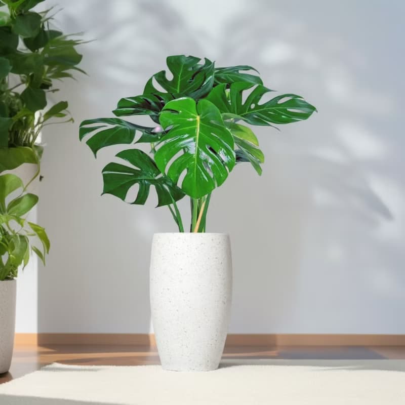 龜背芋水泥盆栽 大盆栽 白磨石子花盆 開幕送禮 喬遷禮物 植栽