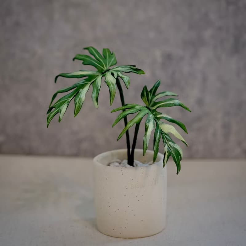 斑葉輻射蔓綠絨－手工革製小盆栽 送禮
