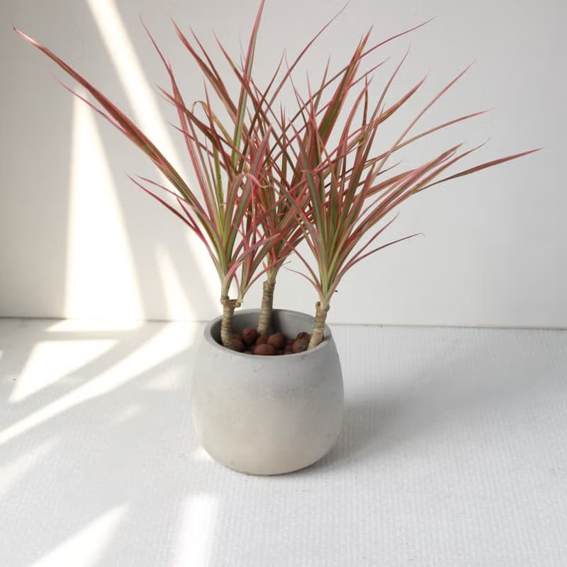 植栽 盆栽 l 五彩千年木 百搭胖U水泥盆  放射狀五彩葉片 強散光