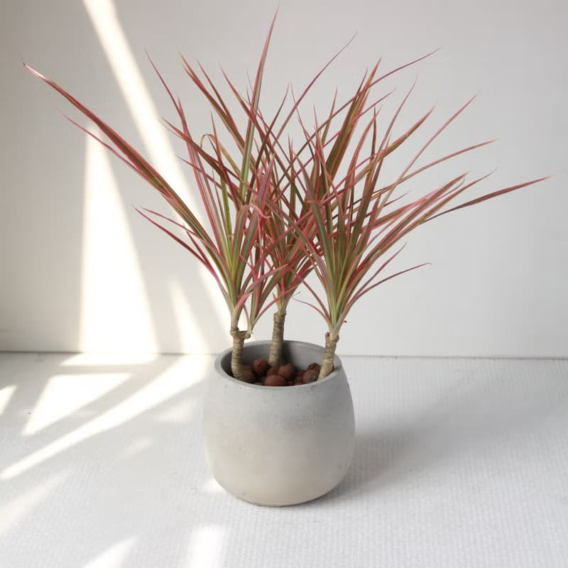 植栽 盆栽 l 五彩千年木 百搭胖U水泥盆  放射狀五彩葉片 強散光