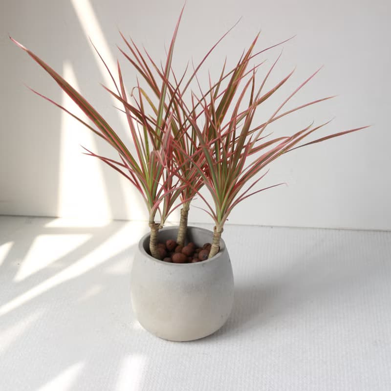 植栽 盆栽 l 五彩千年木 百搭胖U水泥盆  放射狀五彩葉片 強散光