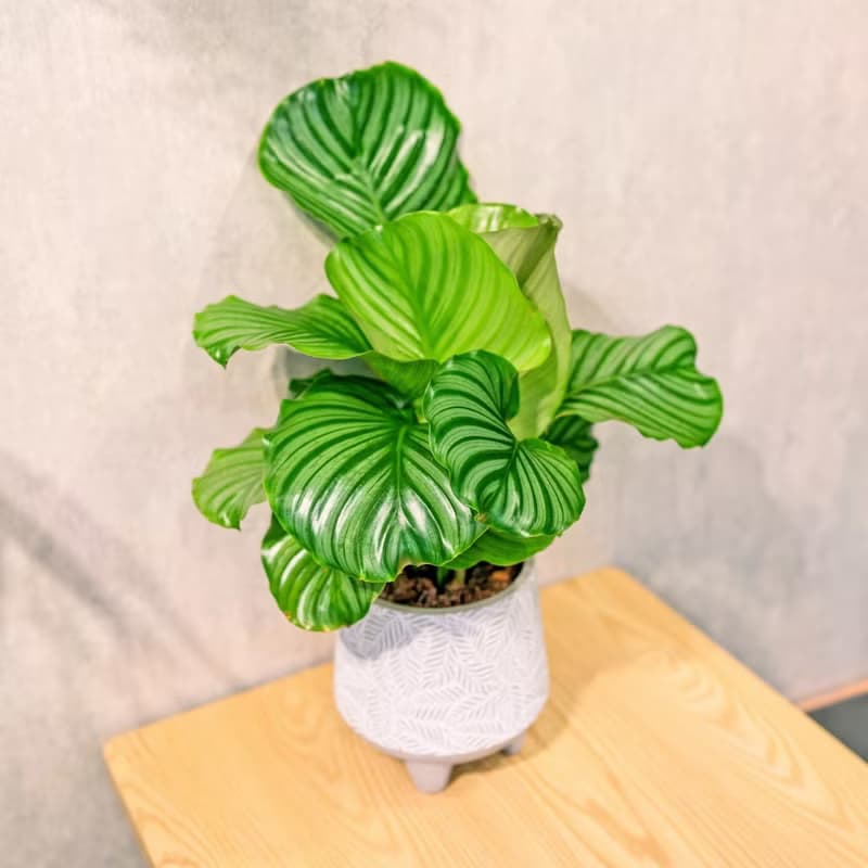 青蘋果竹芋 盆栽 水泥盆樹葉紋 桌上盆栽 開幕送禮 喬遷禮物