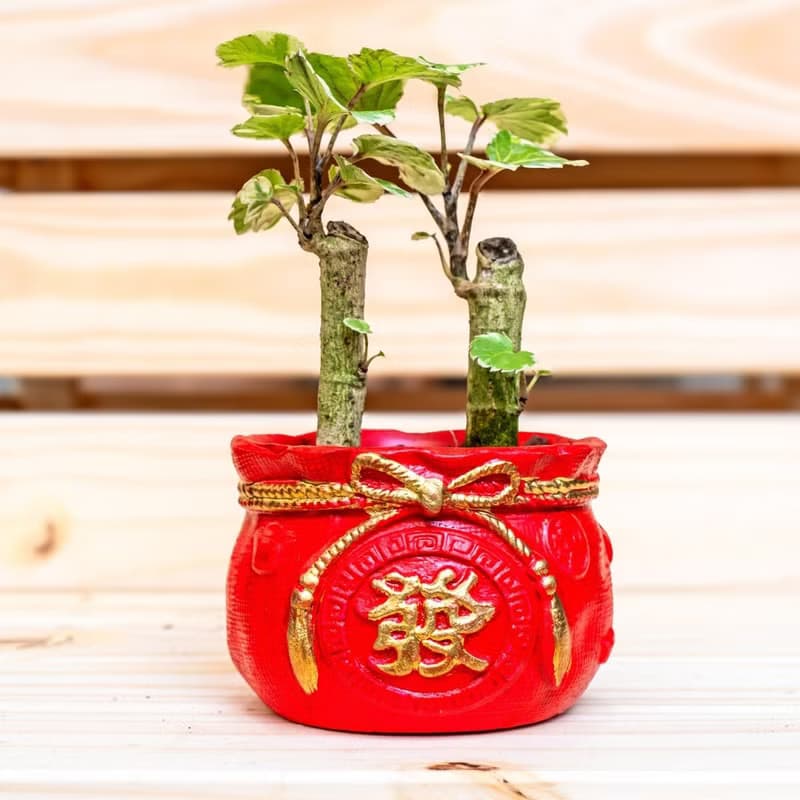 福祿桐聚寶盆 桌上型室內植物推薦 室內植物 觀葉植物  禮物