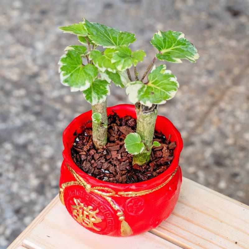 福祿桐聚寶盆 桌上型室內植物推薦 室內植物 觀葉植物  禮物