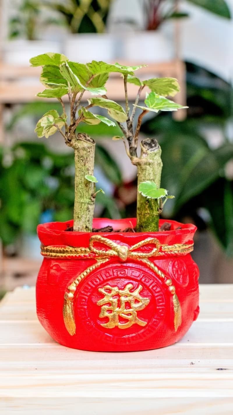 福祿桐聚寶盆 桌上型室內植物推薦 室內植物 觀葉植物  禮物