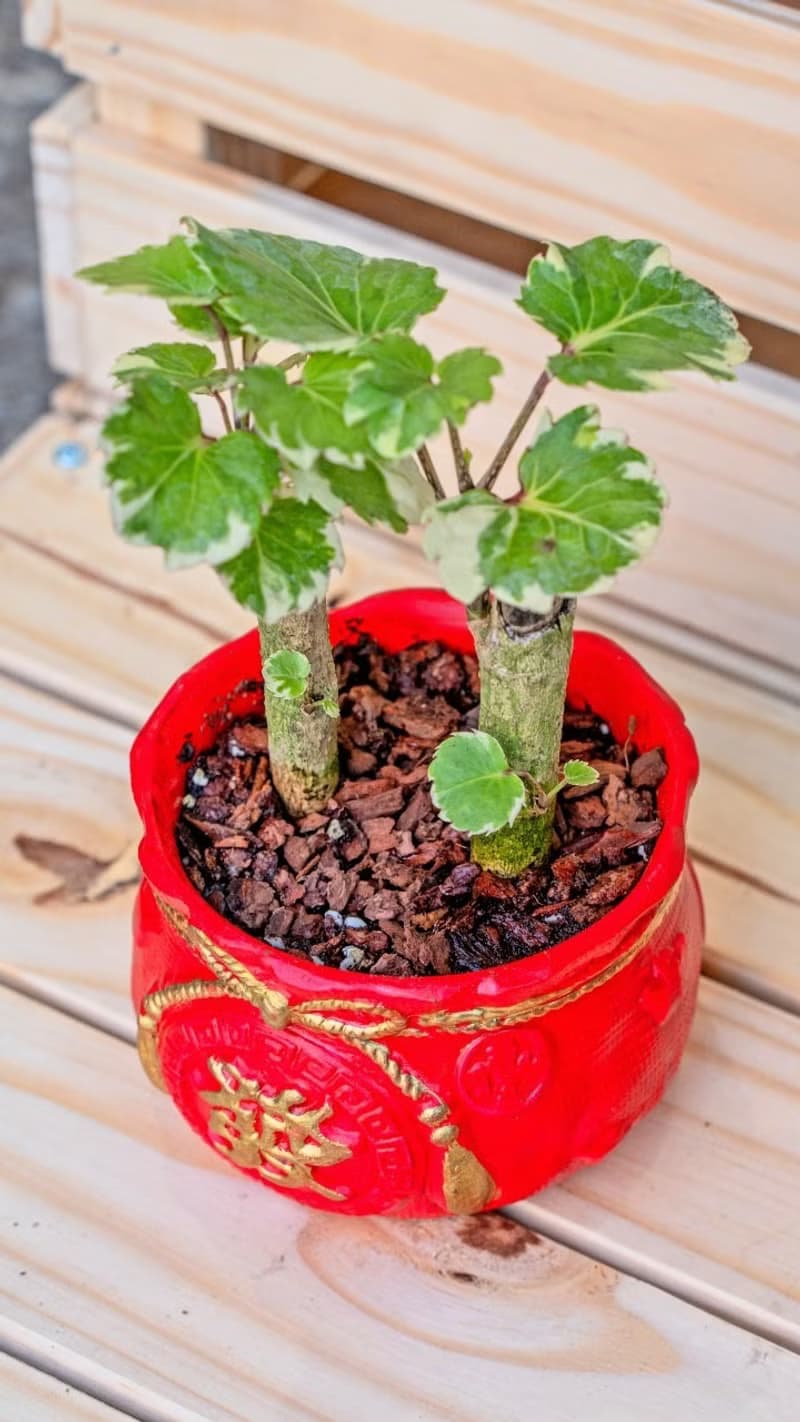 福祿桐聚寶盆 桌上型室內植物推薦 室內植物 觀葉植物  禮物
