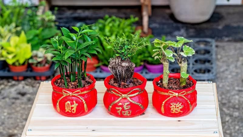 福祿桐聚寶盆 桌上型室內植物推薦 室內植物 觀葉植物  禮物