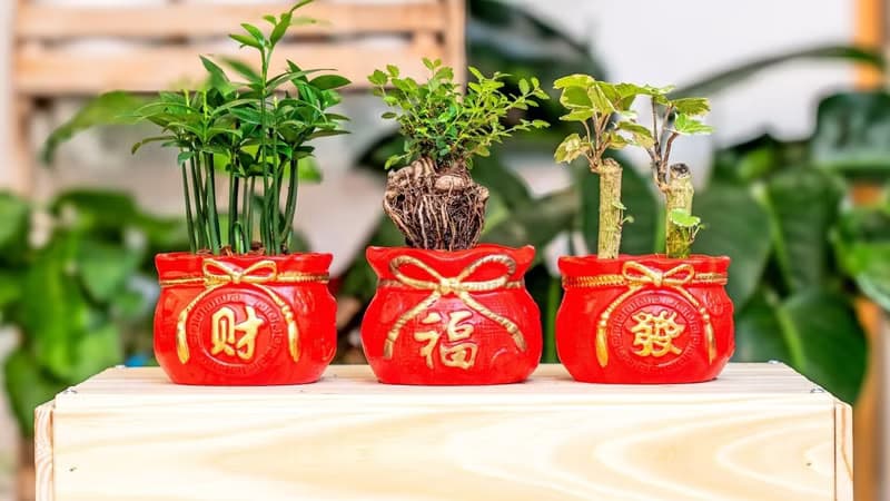 福祿桐聚寶盆 桌上型室內植物推薦 室內植物 觀葉植物  禮物