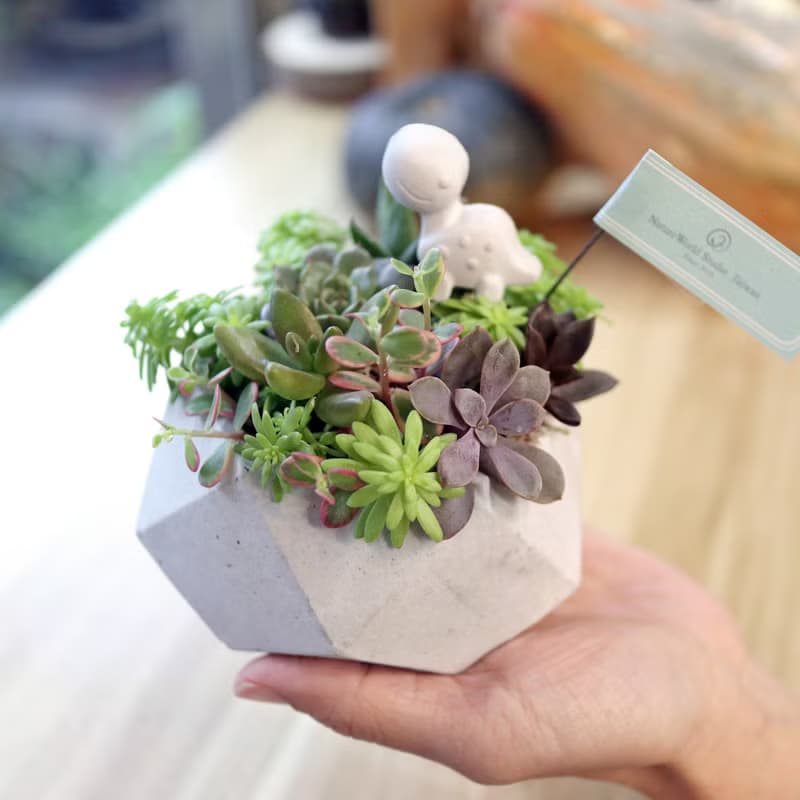 【體驗】【侏儸紀多肉植物】盆栽+擴香石
