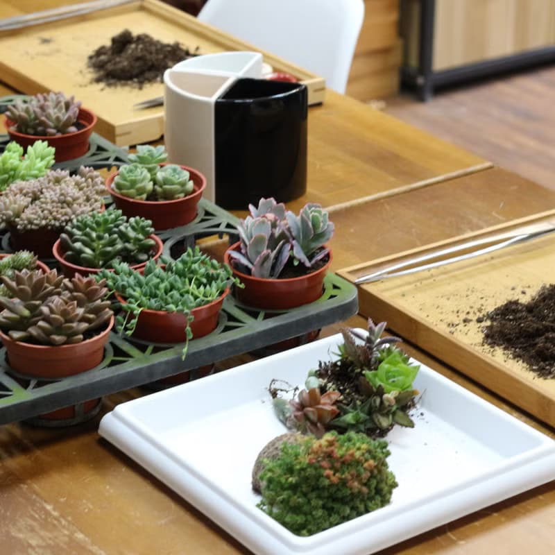 【體驗】【侏儸紀多肉植物】盆栽+擴香石