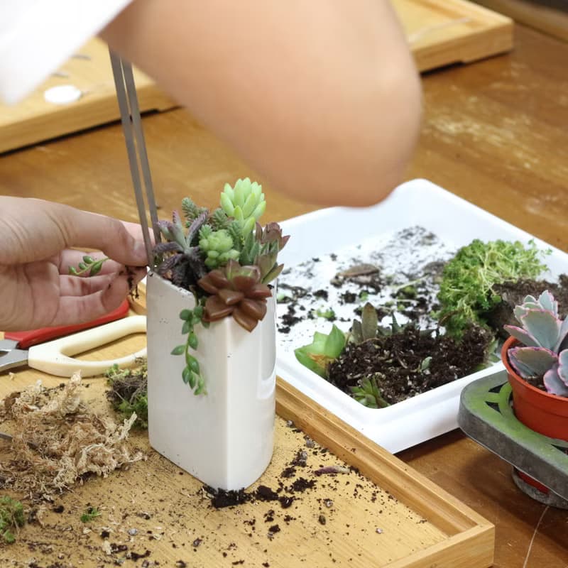 【體驗】【侏儸紀多肉植物】盆栽+擴香石