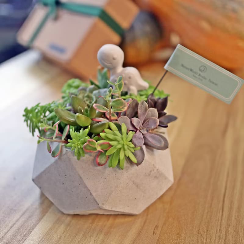 【體驗】【侏儸紀多肉植物】盆栽+擴香石