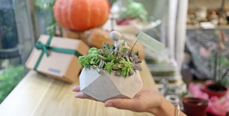【體驗】【侏儸紀多肉植物】盆栽+擴香石