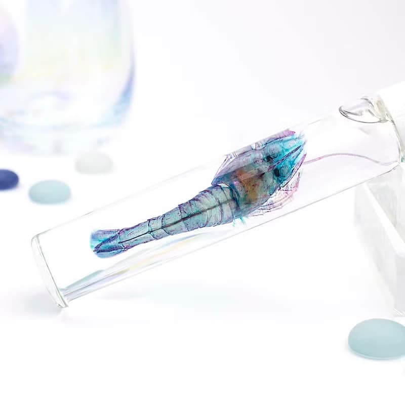 透明標本 對蝦 蝦標本 台灣海洋生物