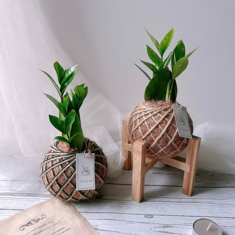 小苔球 金錢樹 室內植物 招財植栽