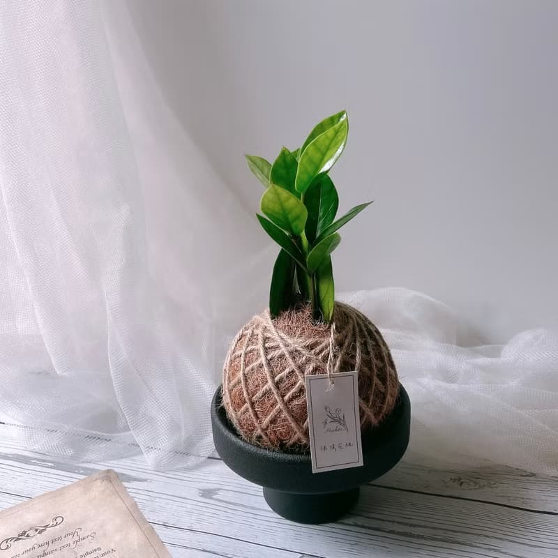 小苔球 金錢樹 室內植物 招財植栽