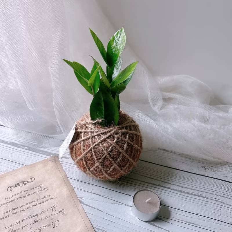 小苔球 金錢樹 室內植物 招財植栽