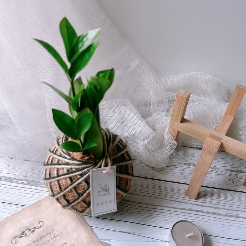 小苔球 金錢樹 室內植物 招財植栽