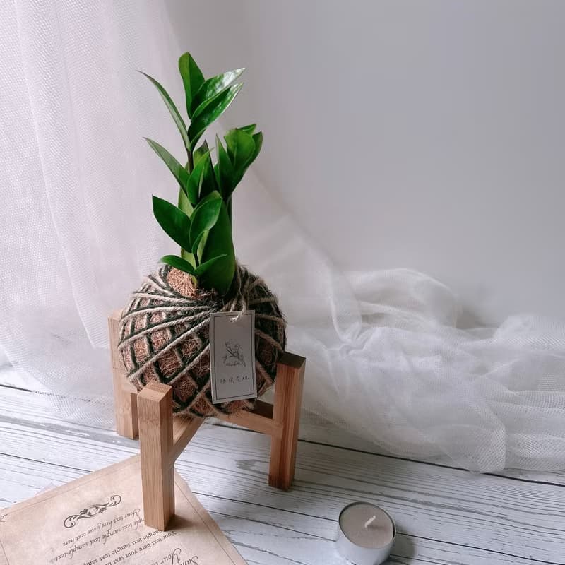 小苔球 金錢樹 室內植物 招財植栽