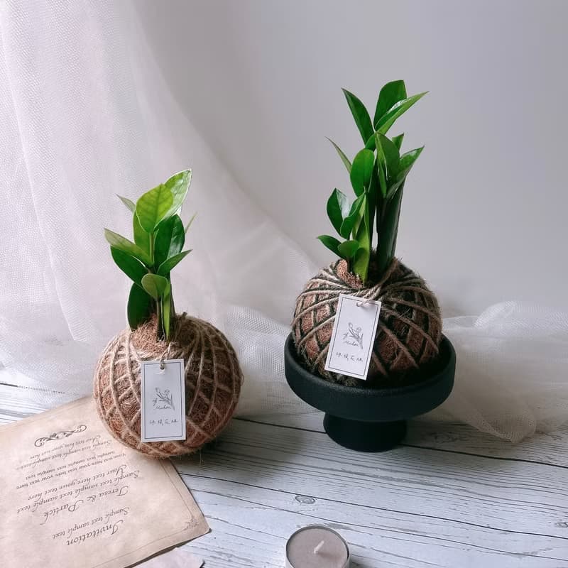 小苔球 金錢樹 室內植物 招財植栽